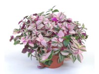 Trzykrotka Purple Passion (Tradescantia quadricolor)