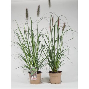 Dwie doniczki z ozdobną trawą pampasową.