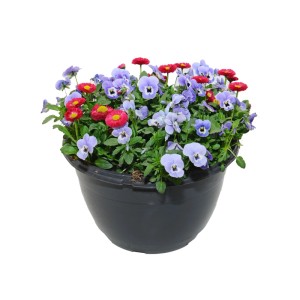 Kompozycja bratki i stokrotki w misie - don. 27 cm