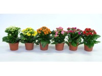 Żyworódka (Kalanchoe Rosalina) - don. 12 cm