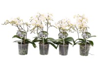 Phalaenopsis Soft 4 pędy wys. 55 cm.