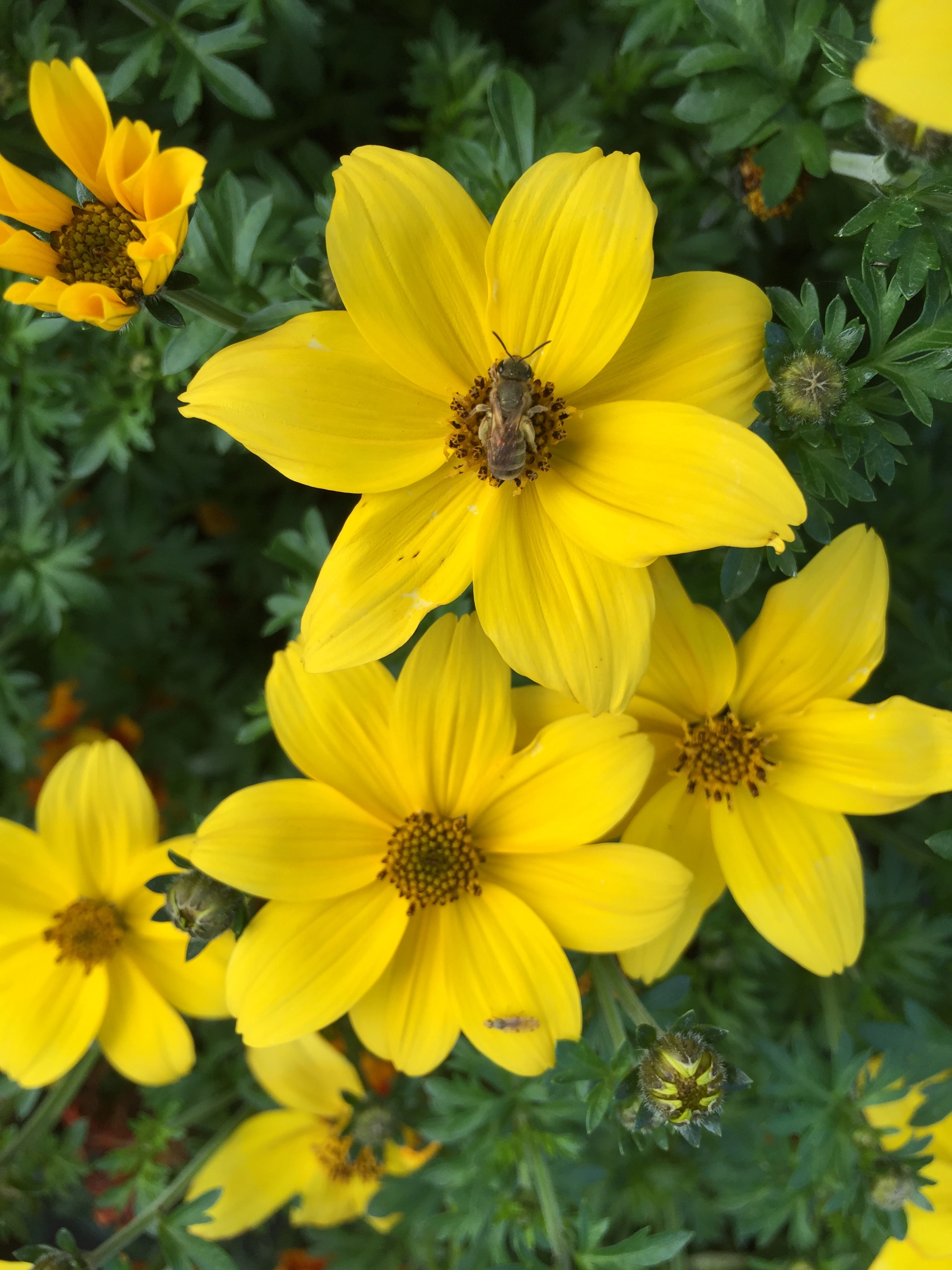 Uczep (Bidens sp.) kupuj w OBI