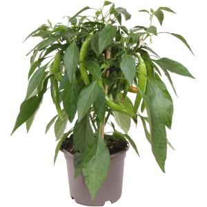 GROW by OBI Papryka Chili Hot Chili Pick & Joy w doniczce, z zielonymi papryczkami i liśćmi.