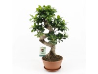 Fikus tępy miniaturowy Ginseng S-type (Ficus microcarpa) don. 22 cm