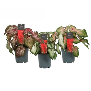 Trzy rośliny t.b.t. (Rośliny kwitnące) z czerwonymi, białymi i zielonymi liśćmi w szarych doniczkach.