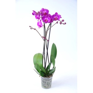 Kwitnąca różowa orchidea w doniczce. Dekoracyjna roślina doniczkowa.