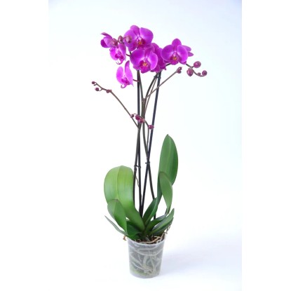 Falenopsis - Ćmówka - Storczyk (Phalaenopsis sp.) 2 pędy purpura wys. 60cm don.