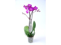 Falenopsis - Ćmówka - Storczyk (Phalaenopsis sp.) 2 pędy purpura wys. 60cm don.