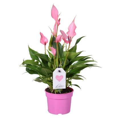 Anturium (Anthurium) (Anthurium) Lilly - don. 9 cm