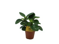 Peperomia Red Canyon wys. 15-20cm