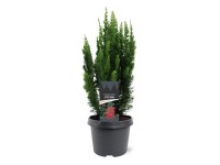 Cyprysik Lawsona (Chamaecy paris Little Spire) don. 19 cm