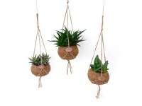 4Flower Aloesy w osłonce kokosowej mix don. 15 cm