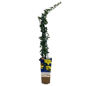 Jaśmin mix (Jasminum sp.)