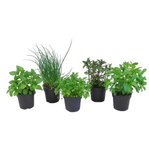 Pięć różnych ziół kulinarnych (t.b.t.) w doniczkach.