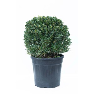 Bukszpan kulisty w doniczce, zimozielona roślina ogrodowa na rabaty i do pojemników.