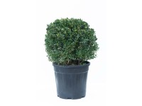 Ostrokrzew bukszpanowy Glory G - wys. 20 cm