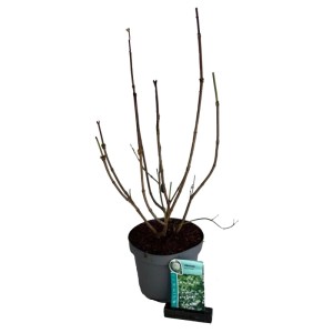 Kalina koralowa (Viburnum opulus 'Roseum') don. 21 cm