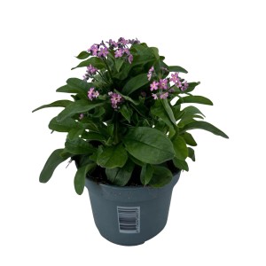 Kwitnąca roślina t.b.t. z fioletowymi kwiatami w doniczce.