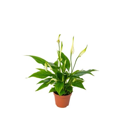 Skrzydłokwiat (Spathiphyllum) don. 9 cm