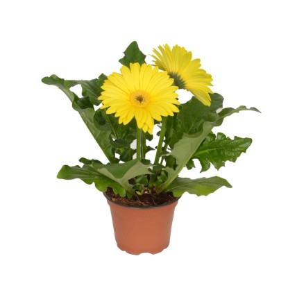Gerbera 2 kwiaty żółć - don. 12 cm