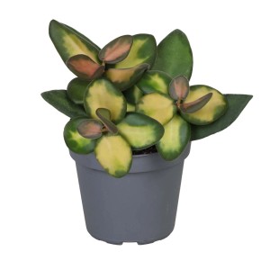 Roślina doniczkowa t.b.t. z zielono-żółtymi liśćmi w szarej doniczce.