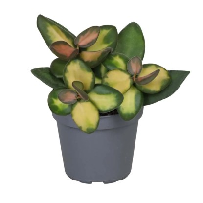 Hoya Burtoniae Variegata - don. 6 cm