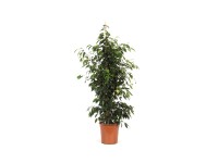 Figowiec benjamiński Exotica (Ficus benjamina) - don. 27  cm