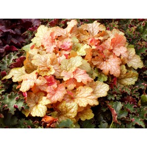 Zbliżenie na kolorowe, pstre liście cieniolubnej byliny t.b.t.