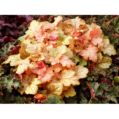 Żurawka w odmianach (Heuchera  sp.) - don. 12 cm