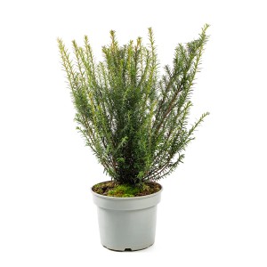 Zielona roślina t.b.t. w doniczce, idealna do ogrodu i na balkon. Dekoracyjna roślina ozdobna.