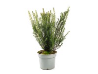Cis (Taxus) don. 5 l