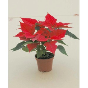 Czerwona gwiazda betlejemska (t.b.t.) w doniczce. Świąteczna roślina doniczkowa z czerwonymi i zielonymi liśćmi.