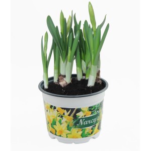 Narcyzy w doniczce, jeszcze nie kwitnące. Wiosenne rośliny cebulkowe.