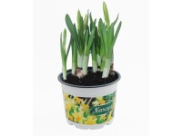 Narcyz - don. 10,5 cm