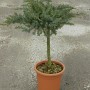 Cyprysik 'Gold Rider' formowany w doniczce, wys. ok. 80 cm. Zimozielone drzewo iglaste do ogrodu i donicy.