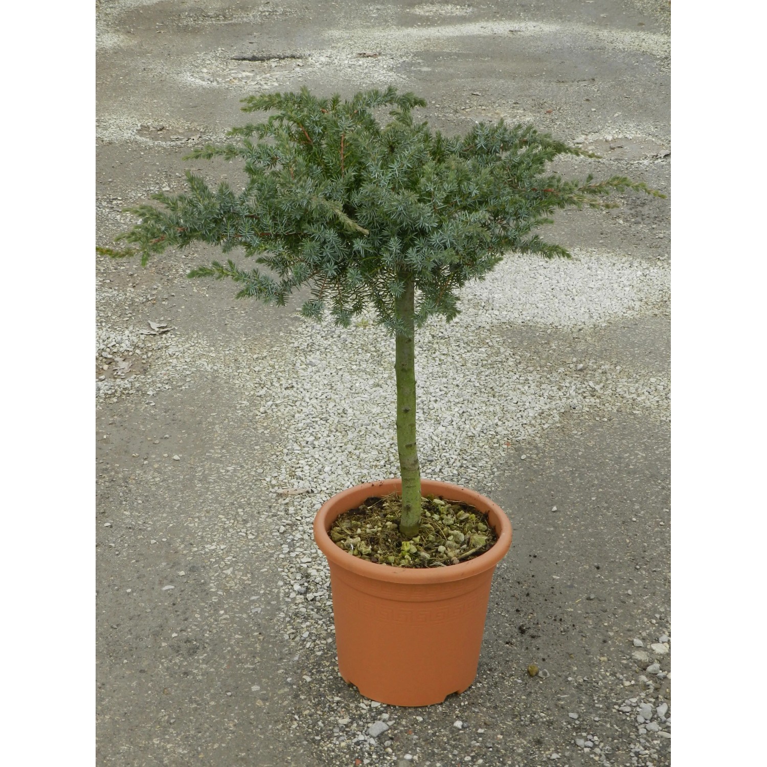 Cyprysik 'Gold Rider' formowany w doniczce, wys. ok. 80 cm. Zimozielone drzewo iglaste do ogrodu i donicy.