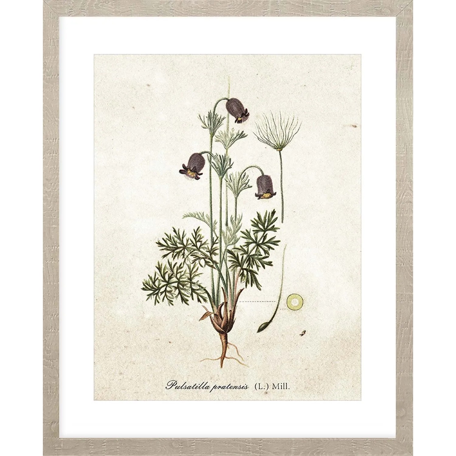 ARS LONGA Obraz BOTANICAL PLANT no.2 43 x 53 cm