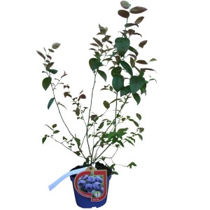 t.b.t. roślina stojąca w doniczce z zielonymi liśćmi.