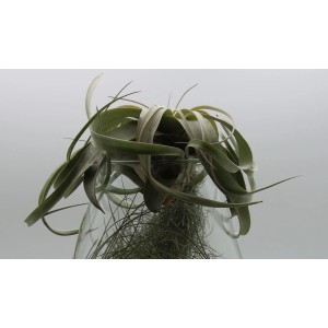 Zielona oplątwa w szklanym wazonie, dekoracyjna roślina doniczkowa.