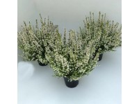 Wrzosiec jesienny (Erica gracilis white) don. 12 cm