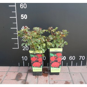 Dwie róże rabatowe 't.b.t.' (Róże rabatowe) w doniczkach z czerwonymi kwiatami.