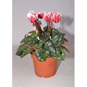 Fiołek alpejski z czerwono-białymi kwiatami w doniczce.