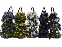 Bratek (Viola wittrockiana) w torbie wiszącej mix