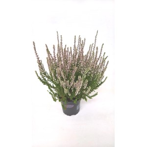 Wrzosiec w doniczce z delikatnymi, jasnoróżowymi kwiatami. Ozdobna roślina wrzosowiskowa na rabaty i balkony.