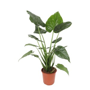 Rośliny zielone mix don. 21 cm