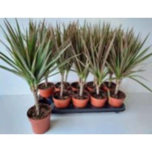 Wiele drzew smoczych (Dracaena) w doniczkach na tacy.