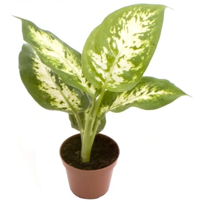Difenbachia (Diffeanbachia Maculata Compacta) - don. 6 cm