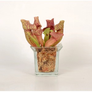 Roślina mięsożerna (t.b.t.) w szkle, ozdobna bromelia.