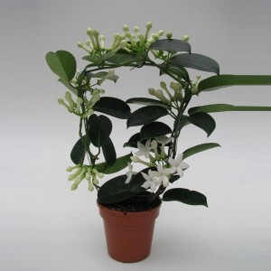 Pachnące pnącze t.b.t. z białymi kwiatami w doniczce.