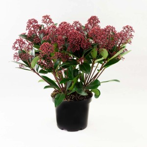 t.b.t. roślina doniczkowa z czerwonymi kwiatostanami w czarnej doniczce.